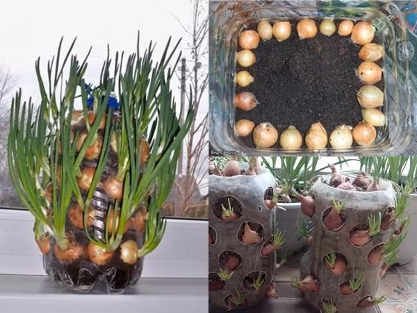 4 cách trồng hành lá tại nhà bằng chai nhựa, lõi giấy cực đơn giản, ăn cả năm không hết ảnh 1 4 cách trồng hành lá tại nhà bằng chai nhựa, lõi giấy cực đơn giản, ăn cả năm không hết ảnh 1