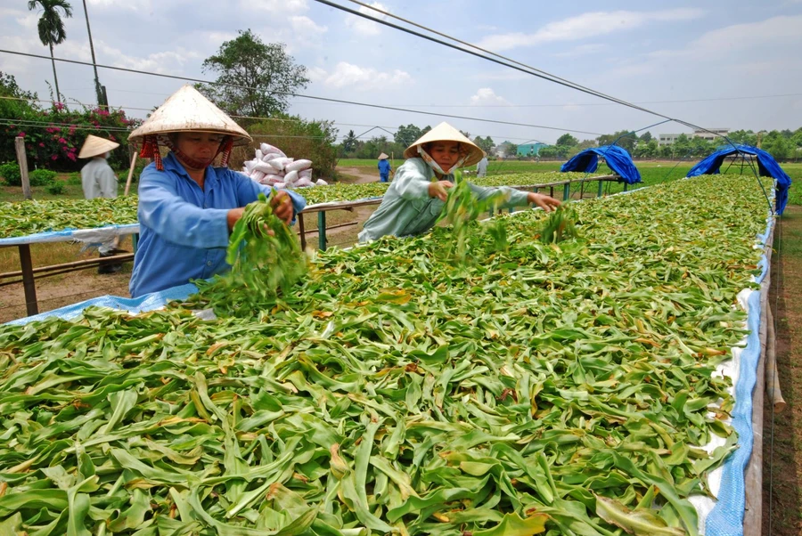 Phát triển dược liệu: Những bước đi... chậm chạp