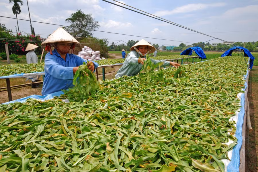 Phát triển dược liệu: Những bước đi... chậm chạp