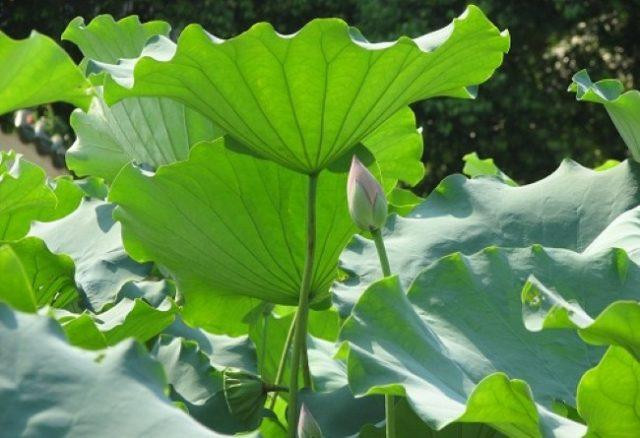Mùa sen- Dùng LÁ SEN chữa bách bệnh Mua sen- Dung LA SEN chua bach benh