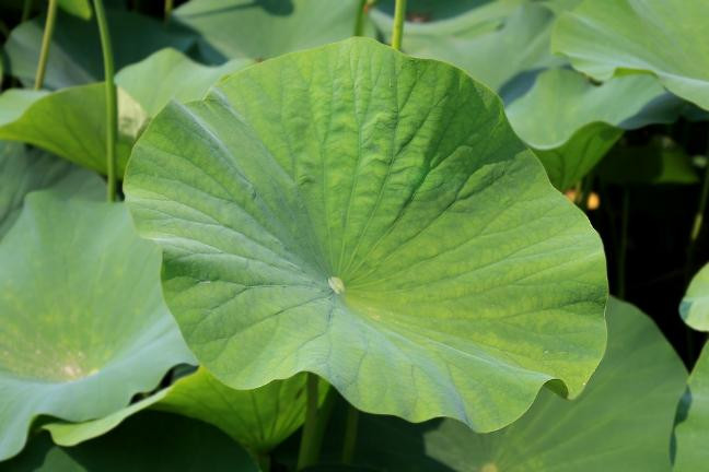 Mùa sen- Dùng LÁ SEN chữa bách bệnh Mua sen- Dung LA SEN chua bach benh