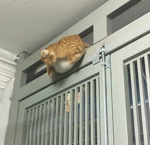 Nỗi khổ của kẻ béo bụng.