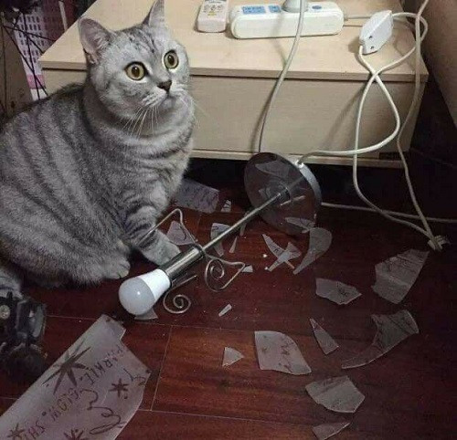 Thôi chết, gặp họa rồi!