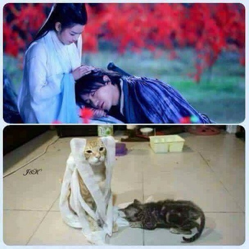 Cô Long và Dương Quá phiên bản mèo.