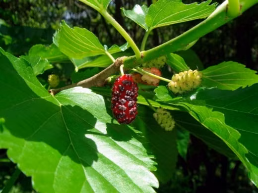 12 meo chua benh khong can dung thuoc cho tre