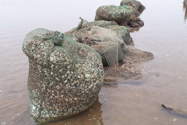 Những túi ngao chết được người nuôi thu vào từng túi sau đó chuyển đi đổ. Những túi ngao chết được người nuôi thu vào từng túi sau đó chuyển đi đổ.