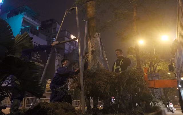 Hà Nội bất ngờ nhổ bỏ hàng trăm cây phượng trong đêm - 5