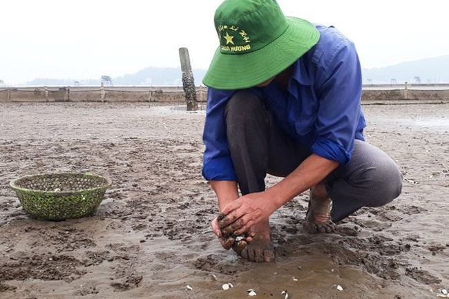 Lãnh đạo hai xã cho biết, đây là thiệt hại lớn nhất từ trước đến nay đối với người nuôi ngao. Lãnh đạo hai xã cho biết, đây là thiệt hại lớn nhất từ trước đến nay đối với người nuôi ngao.