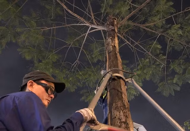 Hà Nội bất ngờ nhổ bỏ hàng trăm cây phượng trong đêm - 2