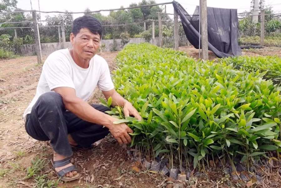 Người dân ồ ạt kéo đến vùng đất của dự án để trồng lại keo. Ảnh: T.G 