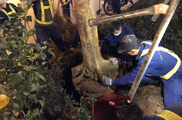 Hà Nội bất ngờ nhổ bỏ hàng trăm cây phượng trong đêm - 10