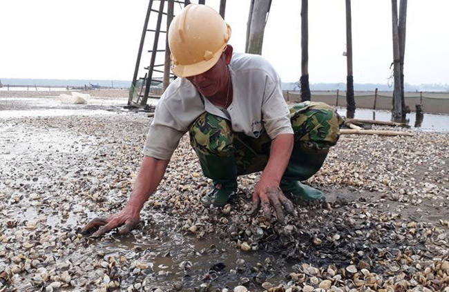 Người nuôi ngao đang oằn mình thu gom ngao chết trên bãi của mình. Người nuôi ngao đang oằn mình thu gom ngao chết trên bãi của mình.