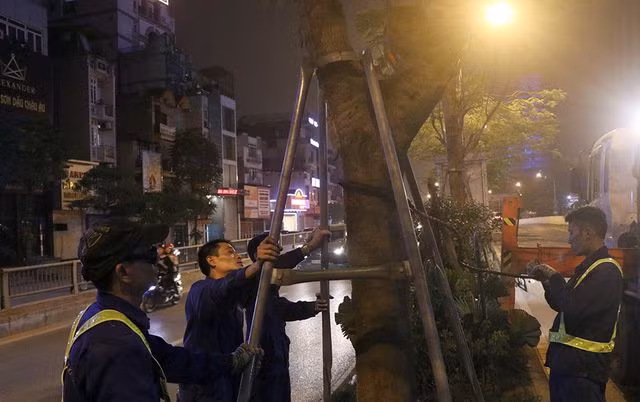 Hà Nội bất ngờ nhổ bỏ hàng trăm cây phượng trong đêm - 1