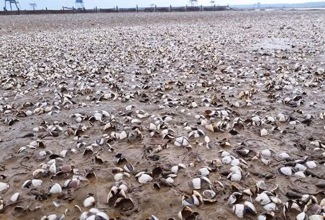 Hàng trăm hecta ngao ở hai xã là Hậu Lộc và Hoằng Hóa chết trắng bãi không rõ nguyên nhân hơn một tuần nay.