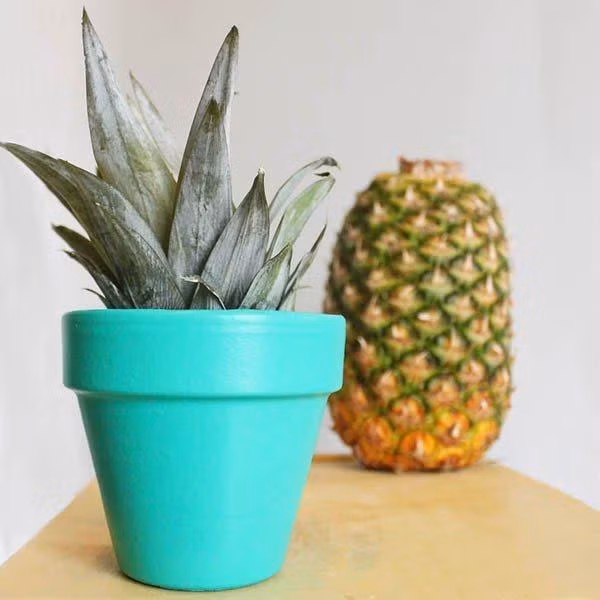 tien tay cam 3 que tam vao cuong dua, 3 ngay sau me tre ngac nhien khi thay thanh qua - 1