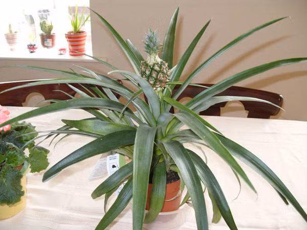 tien tay cam 3 que tam vao cuong dua, 3 ngay sau me tre ngac nhien khi thay thanh qua - 2