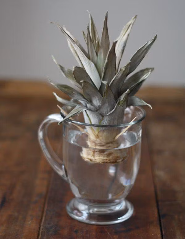 tien tay cam 3 que tam vao cuong dua, 3 ngay sau me tre ngac nhien khi thay thanh qua - 4