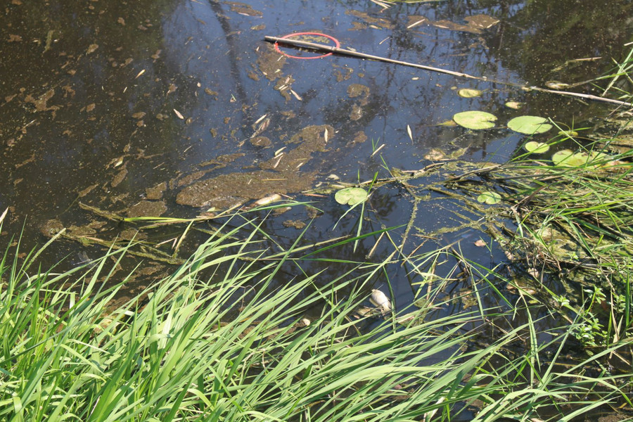 Nguồn nước tại kênh Truông Mối đổi màu đen kịt, hôi hám.