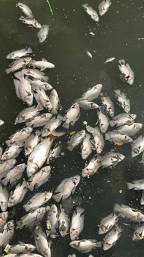 Cá chết hàng loạt