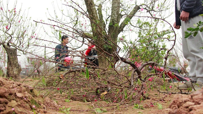 Vụ hàng trăm gốc đào bị phá hoại: Một chủ vườn uống thuốc sâu tự tử 