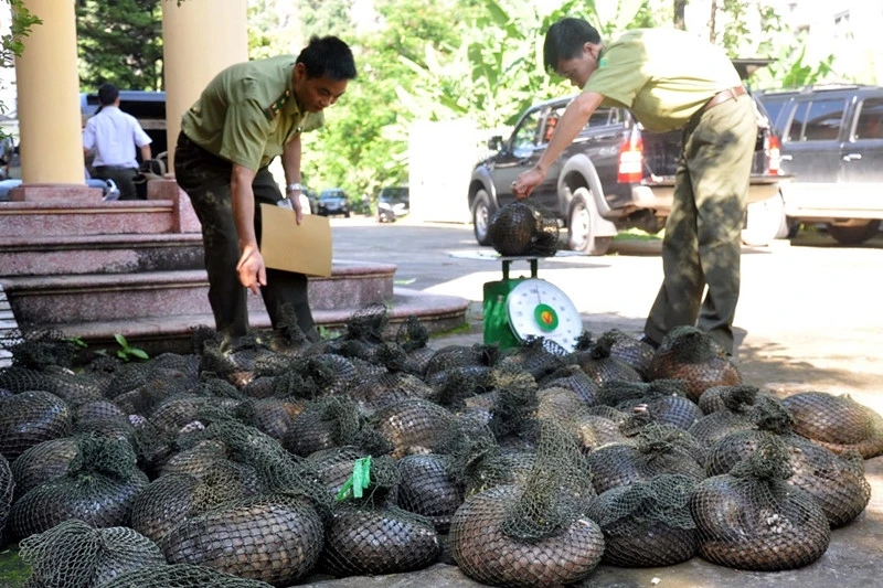 Triệt phá nơi tàng trữ nhiều động vật hoang dã quý hiếm