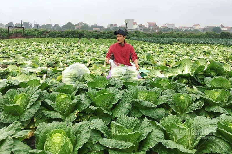 Chưa năm nào như năm nay, bán một sào rau đút túi ngay 2 chỉ vàng