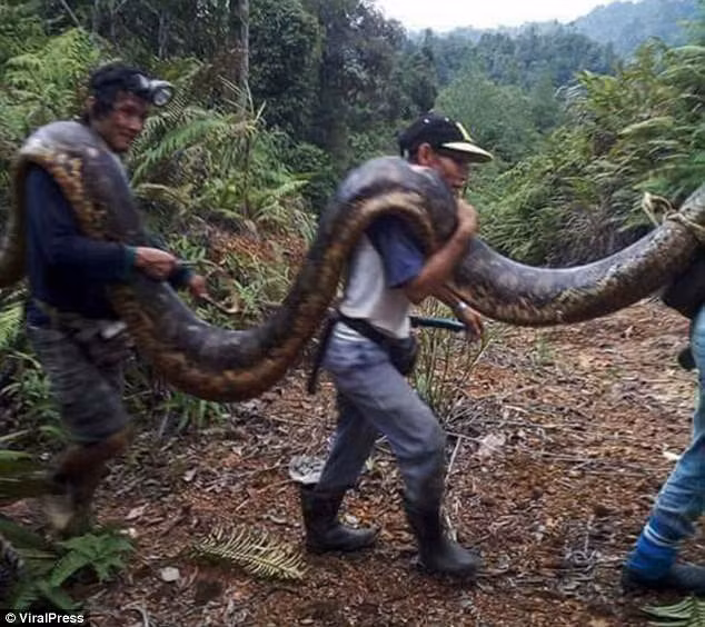 dung toc gay xem dan trong lang bat tran sieu "khung" chua tung thay hinh anh 1