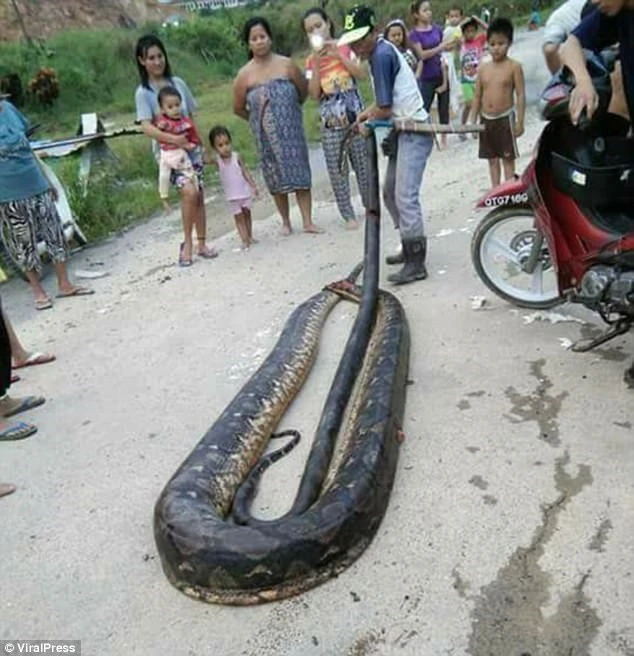 Dựng tóc gáy xem dân trong làng bắt trăn siêu “khủng” chưa từng thấy