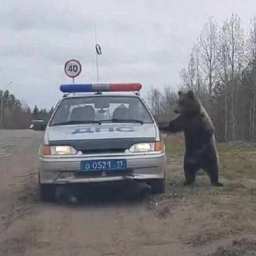 Luật giao thông thua luật rừng.