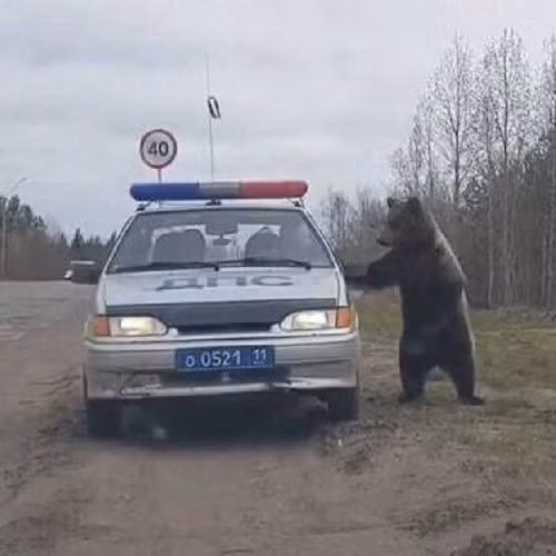 Luật giao thông thua luật rừng.