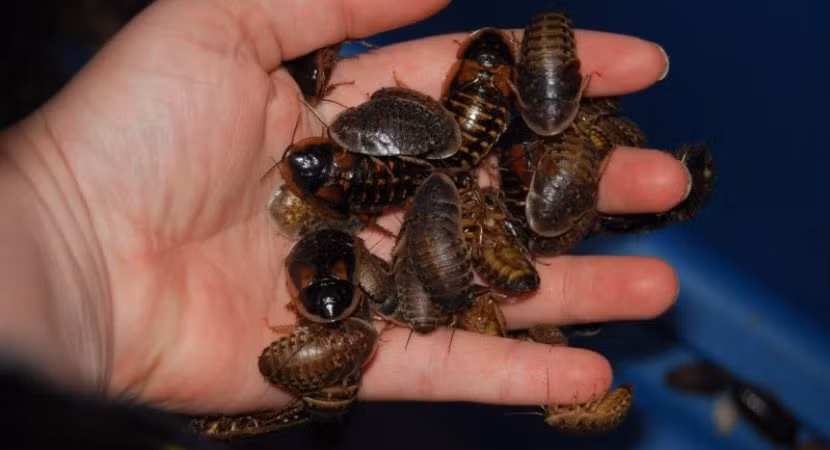 gián,gián đất,Nhật Bản,Nuôi thú cưng