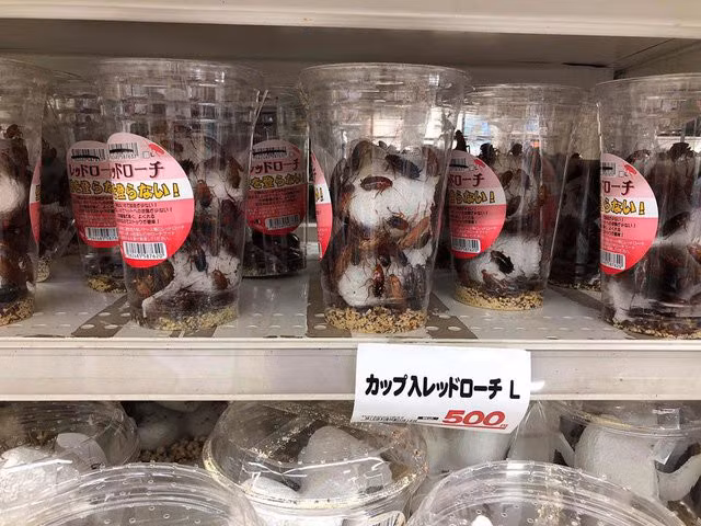 Con Gián: Nhật đóng hộp bán giá đắt, Việt Nam đốt tiêu hủy