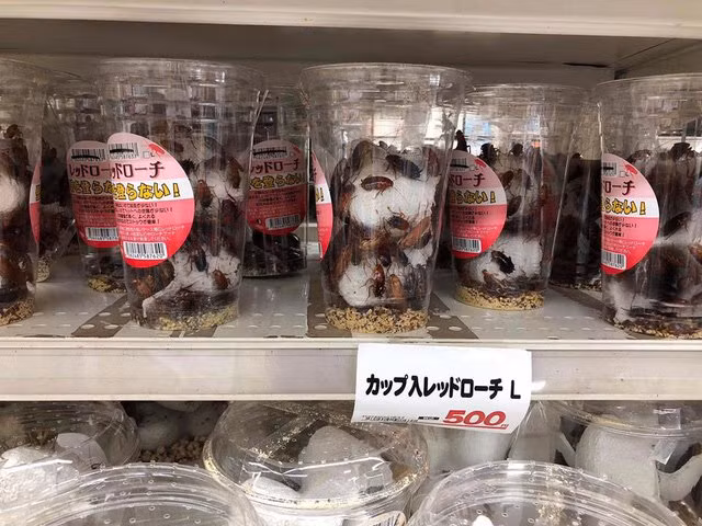 gián,gián đất,Nhật Bản,Nuôi thú cưng