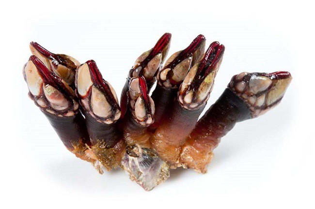 Trông gớm ghiếc như "ngón tay quỷ", ai ngờ bán 4 triệu/kg hình ảnh 1 trong góm ghiéc nhu "ngon tay quỷ", ai ngò bán 4 triẹu/kg hinh anh 1