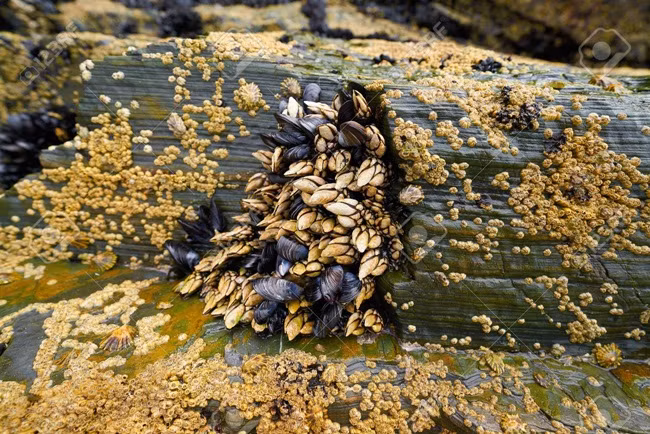 trong góm ghiéc nhu "ngon tay quỷ", ai ngò bán 4 triẹu/kg hinh anh 14