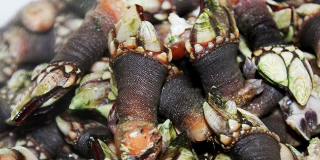 Trông gớm ghiếc như "ngón tay quỷ", ai ngờ bán 4 triệu/kg hình ảnh 3 trong góm ghiéc nhu "ngon tay quỷ", ai ngò bán 4 triẹu/kg hinh anh 3