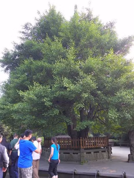 dao tien, nhan sam trong tay du ky lay hinh mau tu dau ma ra? hinh anh 4