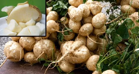 dao tien, nhan sam trong tay du ky lay hinh mau tu dau ma ra? hinh anh 2