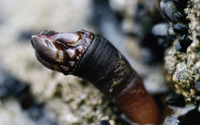 Trông gớm ghiếc như "ngón tay quỷ", ai ngờ bán 4 triệu/kg hình ảnh 8 trong góm ghiéc nhu "ngon tay quỷ", ai ngò bán 4 triẹu/kg hinh anh 8