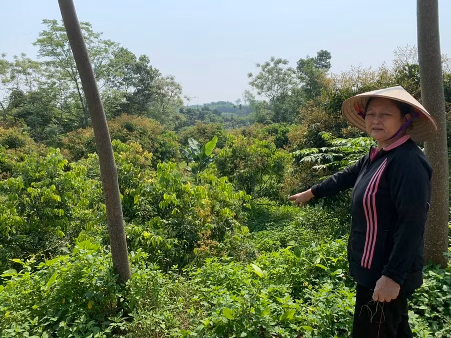 Bà Nguyễn Thị Hải đưa phỏng viên đến những khu vực đất được cho là sử dụng trái phép