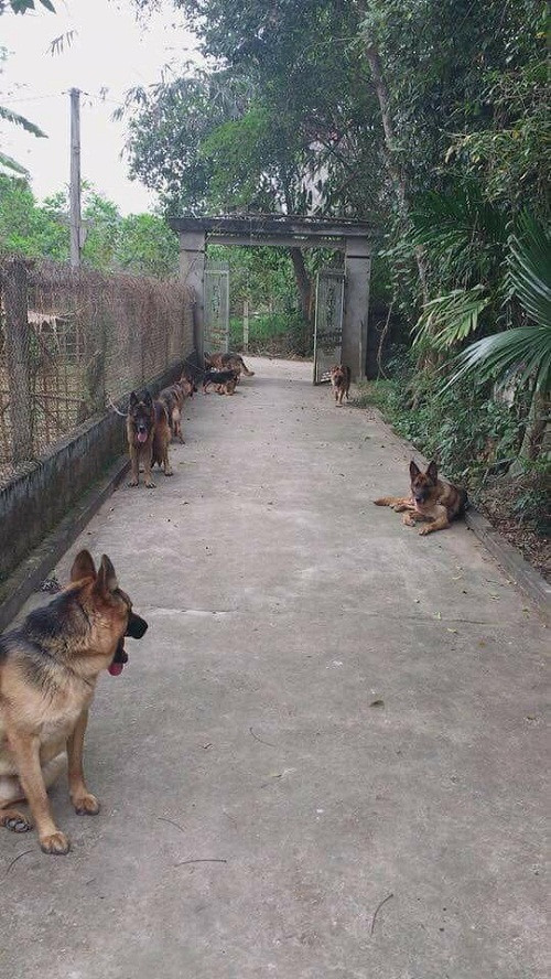 Đường vào tim em sao lắm chó. Đường vào tim em sao lắm chó.