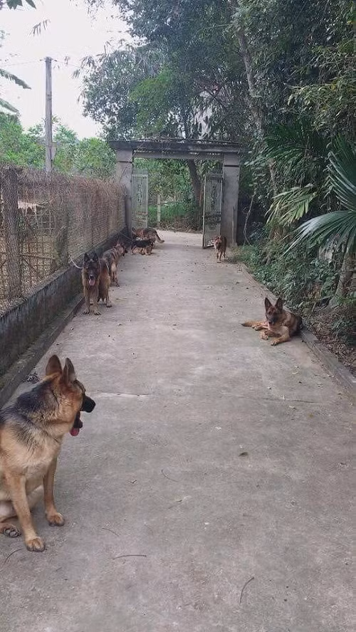 Đường vào tim em sao lắm chó.