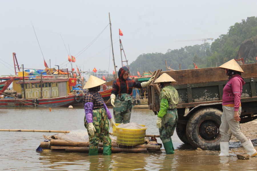 Sứa tươi sau khi được bốc từ khoang thuyền lên sẽ được các đại lý lớn tại địa phương thu mua ngay tận bến. Ảnh: LT Sứa tươi sau khi được bốc từ khoang thuyền lên sẽ được các đại lý lớn tại địa phương thu mua ngay tận bến. Ảnh: LT