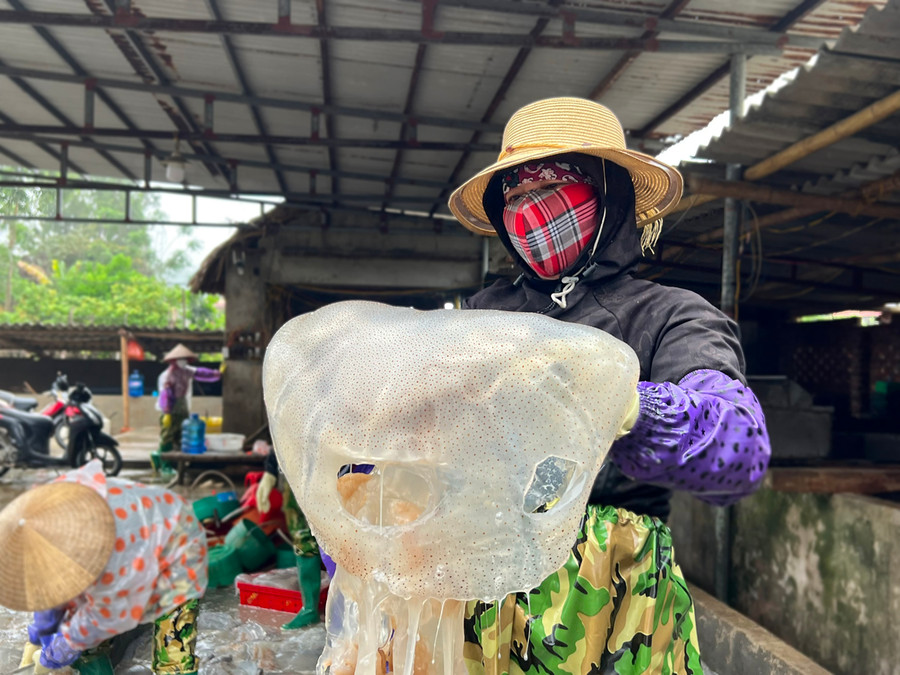 Có những con sứa tươi do ngư dân đánh bắt nặng tới 20 kg. Việc khai thác, đánh bắt sứa chủ yếu gần bờ và diễn ra hàng ngày. Ảnh LT. Có những con sứa tươi do ngư dân đánh bắt nặng tới 20 kg. Việc khai thác, đánh bắt sứa chủ yếu gần bờ và diễn ra hàng ngày. Ảnh LT.