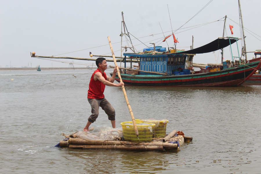 Tại cửa biển Hoằng Trường (Hoằng Hóa, Thanh Hóa), từ sáng hàng trăm chiếc tàu, thuyền đã cập bến, trong khoang thuyền đầy ắp những cá tôm. Với những ngư dân đánh bắt sứa biển, thời điểm cập bến thường vào giữa trưa hoặc sang chiều. Ảnh: LT.