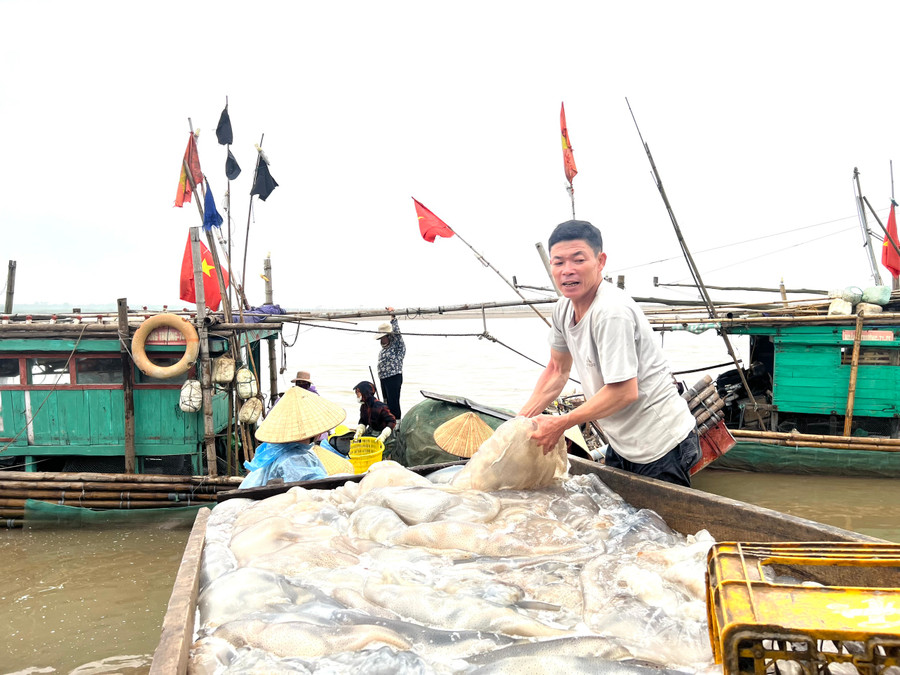Theo các ngư dân, so với mọi năm, mùa khai thác, đánh bắt sứa biển tại Hoằng Trường năm nay tới muộn tầm vài tháng. Ảnh: LT Theo các ngư dân, so với mọi năm, mùa khai thác, đánh bắt sứa biển tại Hoằng Trường năm nay tới muộn tầm vài tháng. Ảnh: LT