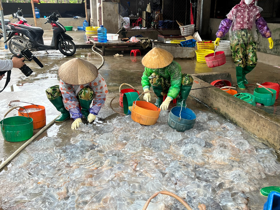 Sứa tươi sau khi được thu mua sẽ được hàng chục lao động kỳ công làm sạch. Đặc biệt, sứa phải được sơ chế khi còn tươi để đảm bảo độ ngon ngọt. Ảnh: LT. Sứa tươi sau khi được thu mua sẽ được hàng chục lao động kỳ công làm sạch. Đặc biệt, sứa phải được sơ chế khi còn tươi để đảm bảo độ ngon ngọt. Ảnh: LT.
