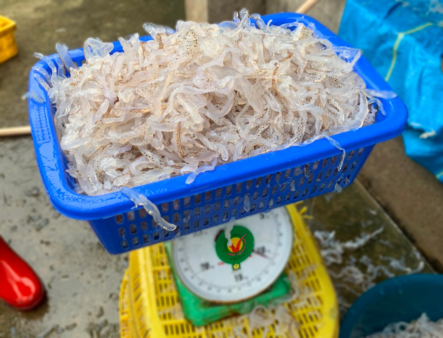 Hiện các loại sứa thành phẩm có giá khoảng 300.000 đồng/thùng loại 10 kg. Còn sứa chân, tay là những phần ngon nhất được bán với giá từ 350.000đồng/thùng loại 10kg. Ảnh: LT. Hiện các loại sứa thành phẩm có giá khoảng 300.000 đồng/thùng loại 10 kg. Còn sứa chân, tay là những phần ngon nhất được bán với giá từ 350.000đồng/thùng loại 10kg. Ảnh: LT.