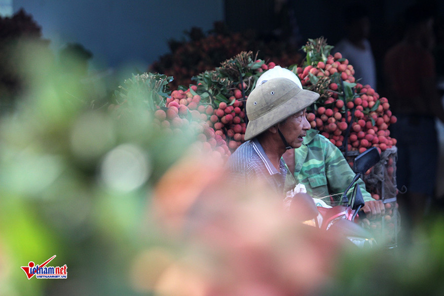 Xe tải tấp nập chở vải thiều đi 