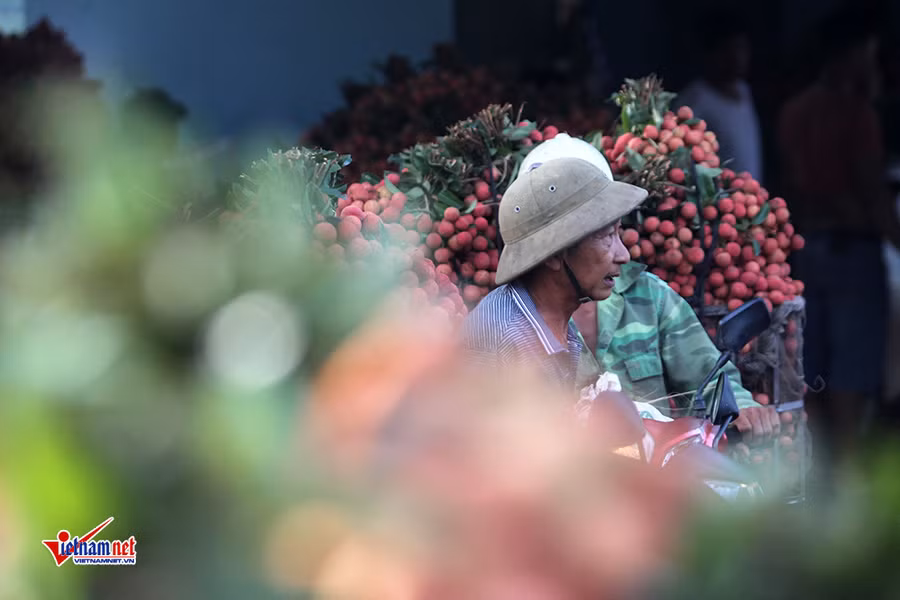 Xe tải tấp nập chở vải thiều đi 